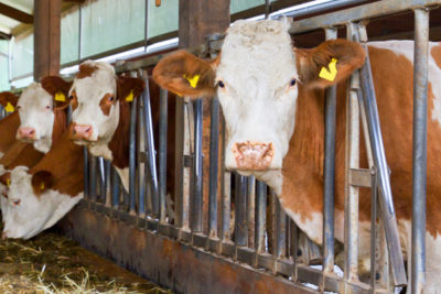 Brosser les vaches et les animaux de la ferme