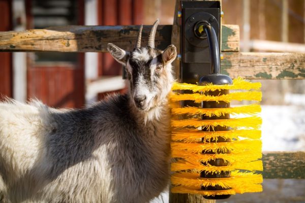 spazzole per capre e ovini