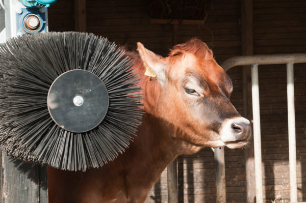 Brosses pour l'élevage