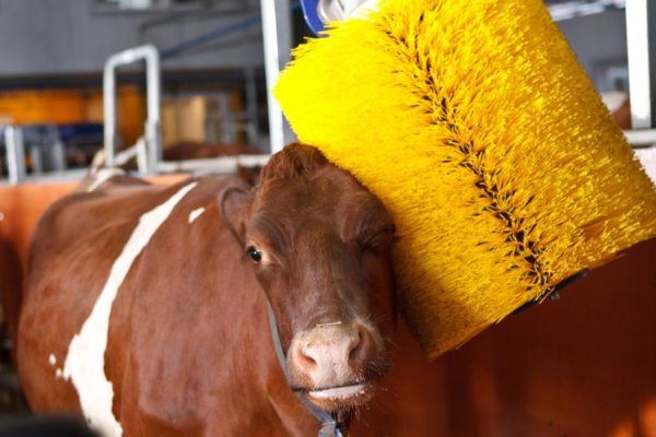 Bürsten für Kühe und Rinder