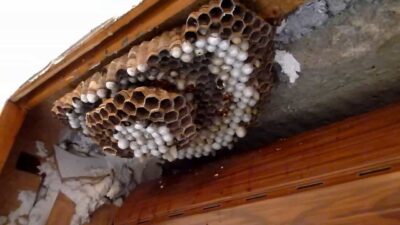 Ruche d'abeilles ou guêpe dans la benne à ordures de la fenêtre