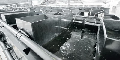 brushes for fish farms - brushes for fish farming